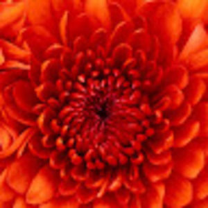 Meet your Posher, Nadia